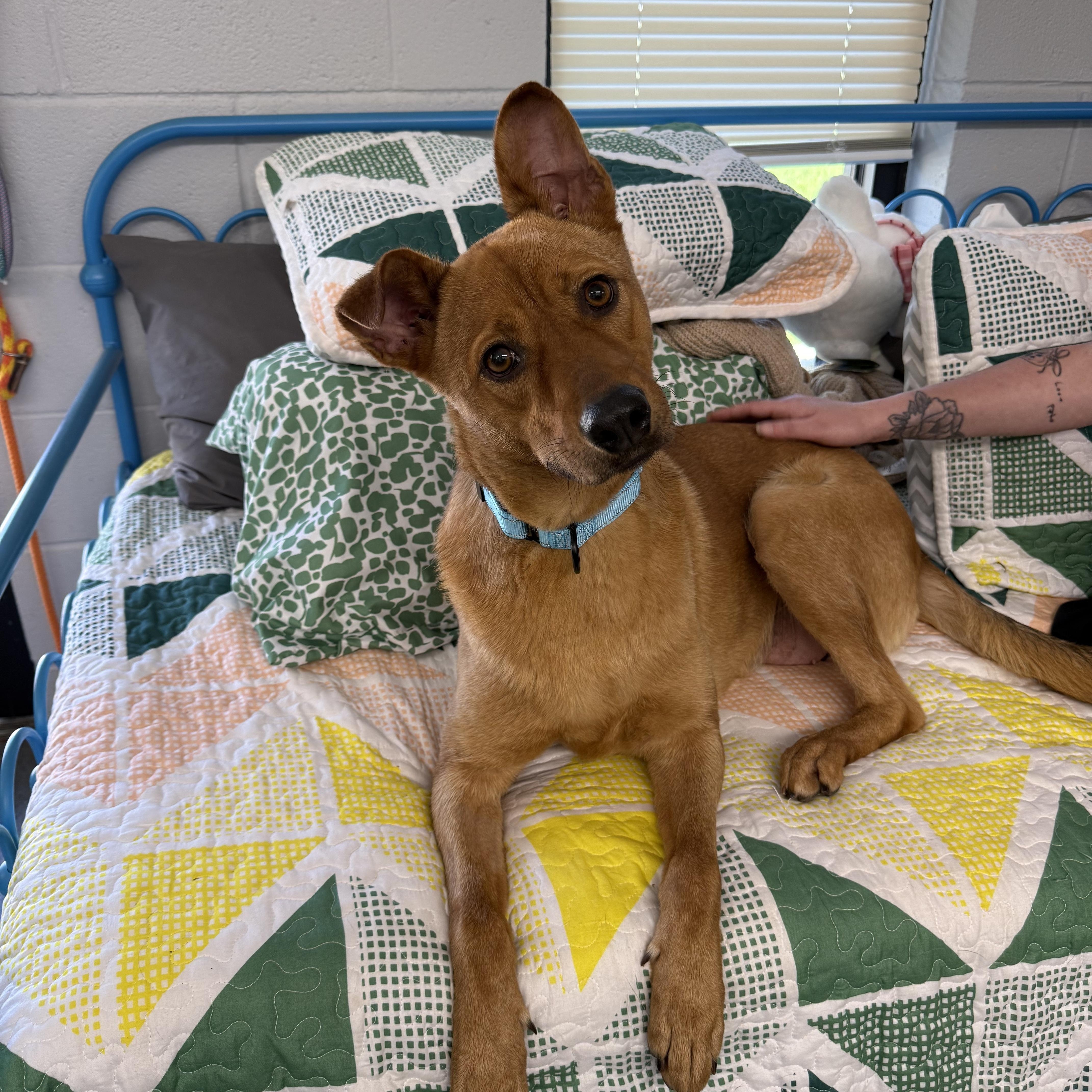 Maple, a Adoptable mixed breed in Charlotte, NC image 5/5