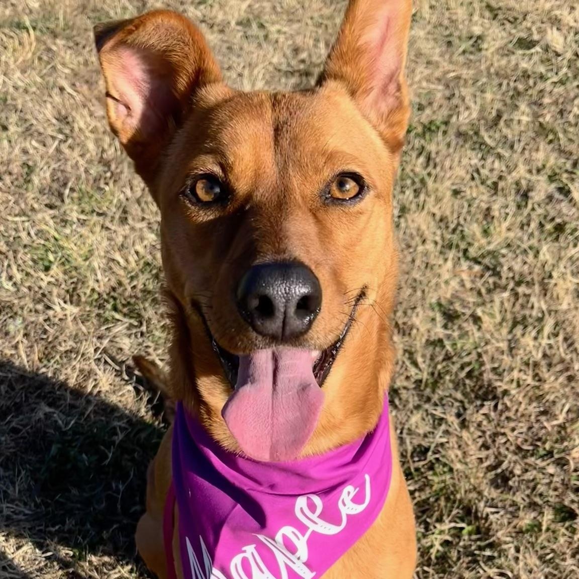 Maple, a Adoptable mixed breed in Charlotte, NC image 2/5