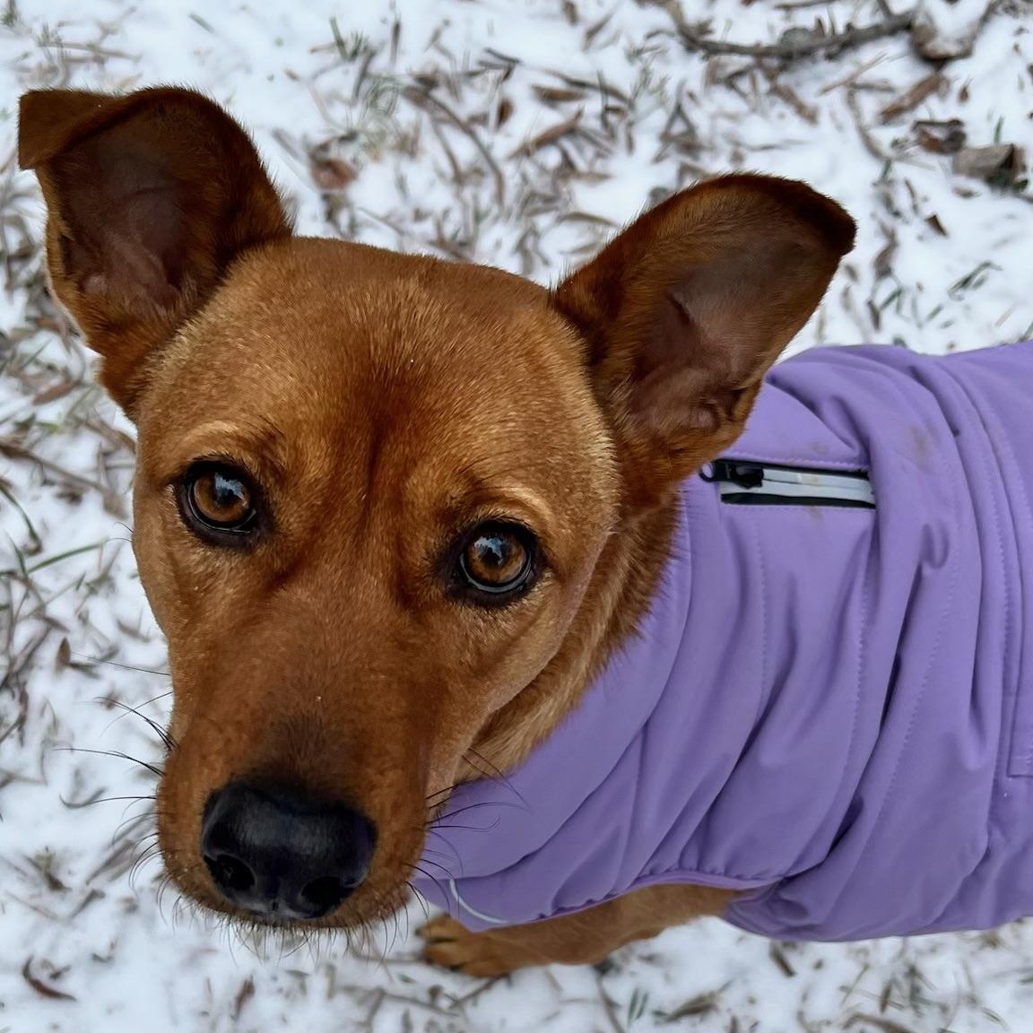 Maple, a Adoptable mixed breed in Charlotte, NC image 3/5