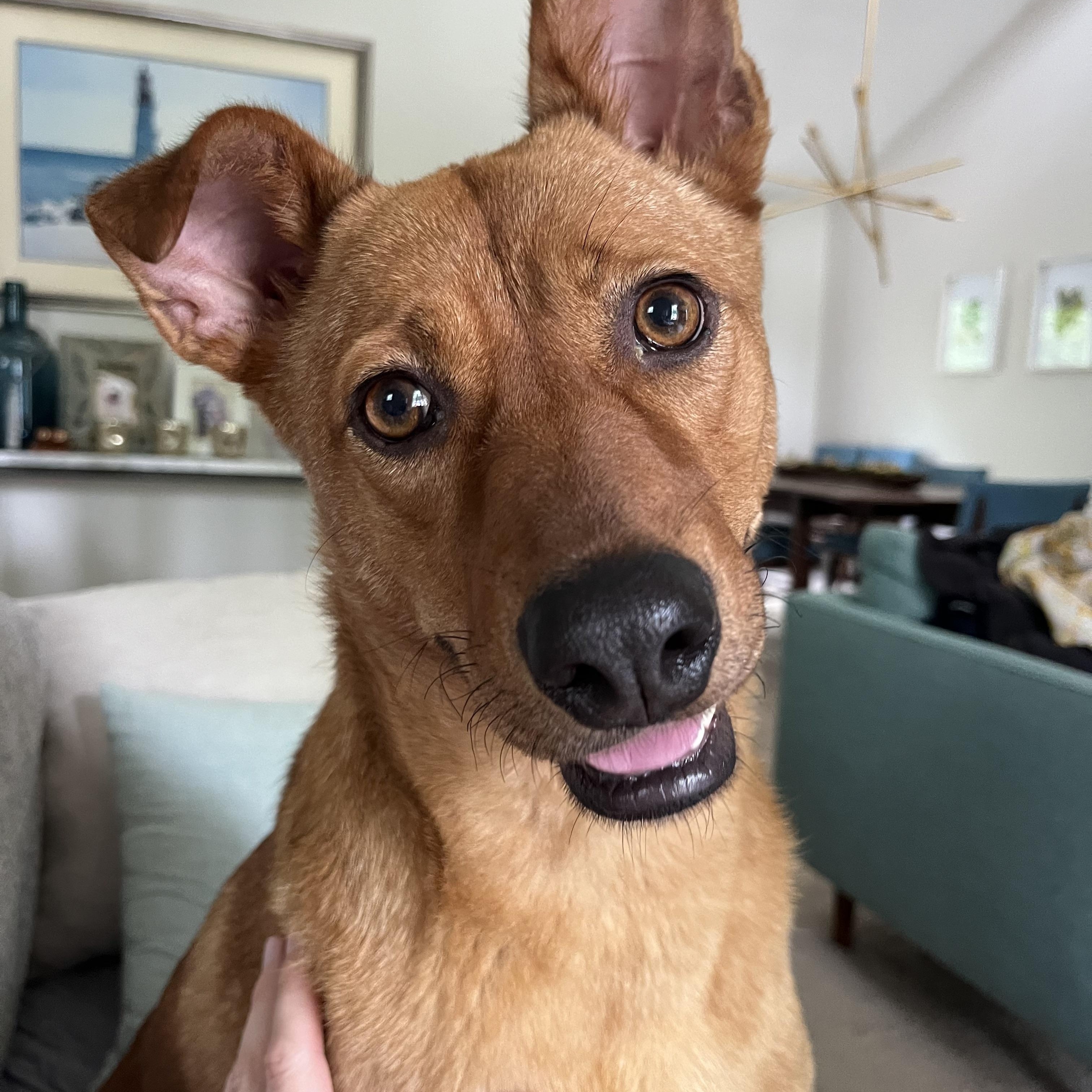 Maple, Adoptable, Adult Female Shepherd & Retriever.