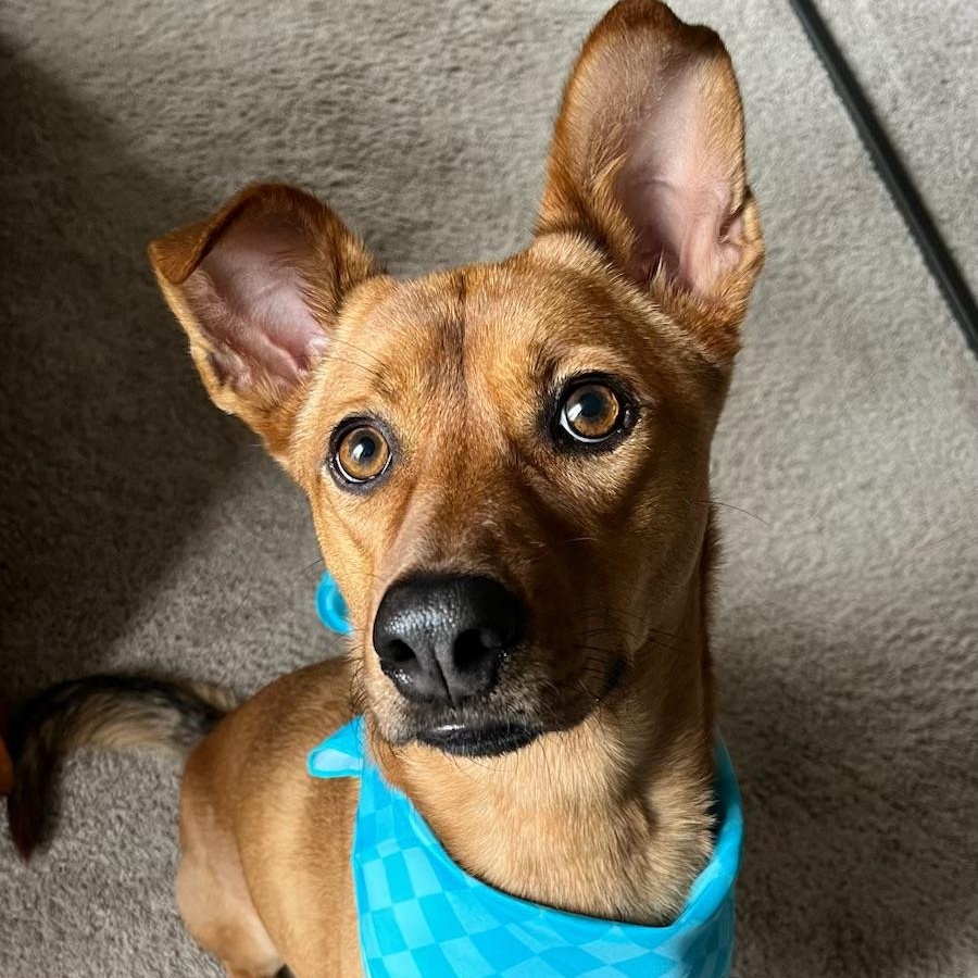 Maple, a Adoptable mixed breed in Charlotte, NC image 4/5