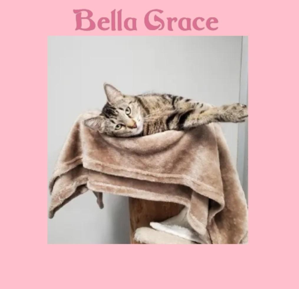 Bella Grace, a Adopted mixed breed in Rockford, IL image 1/4