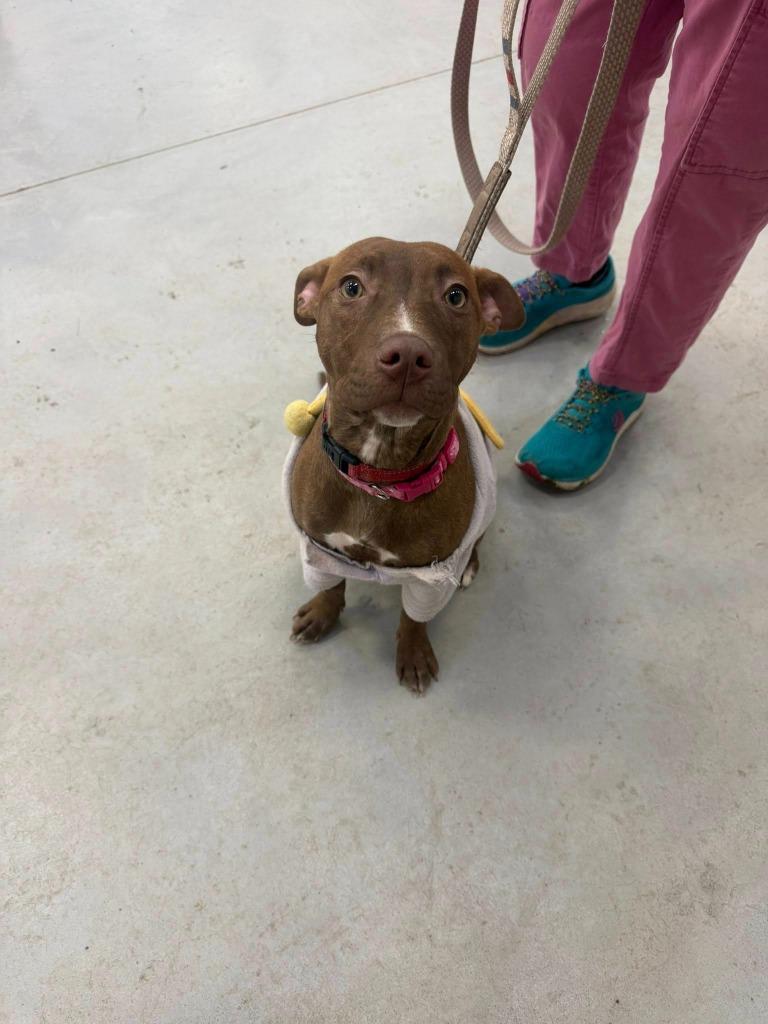 Cera, Adoptable, Young Female Pit Bull Terrier & Labrador Retriever.