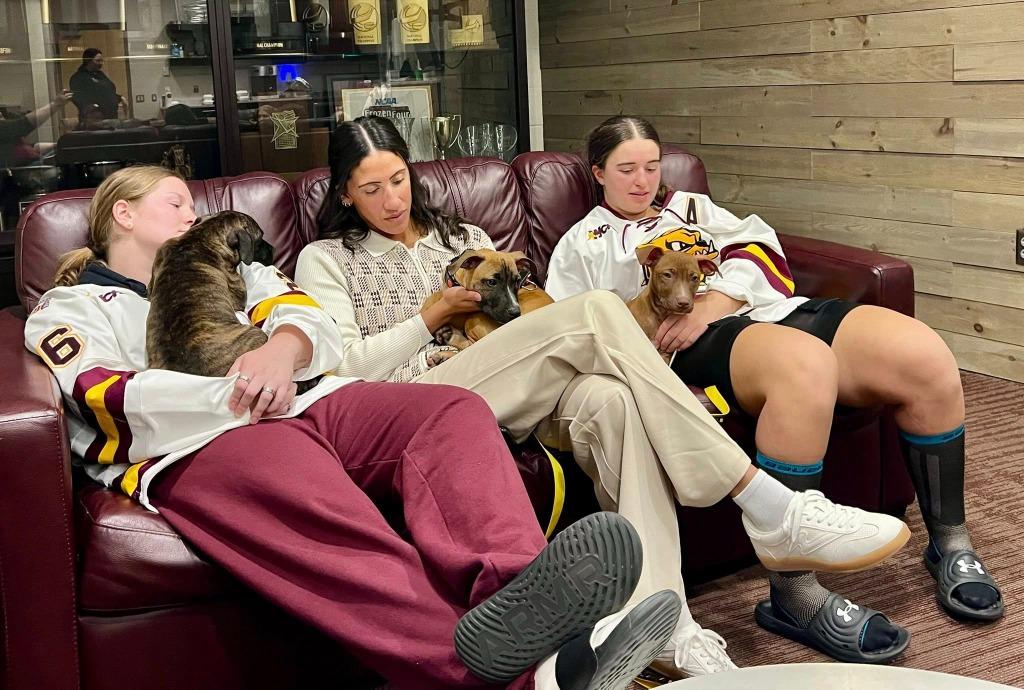 Enlarge Cera, a Adoptable mixed breed in Cloquet, MN image 3/5