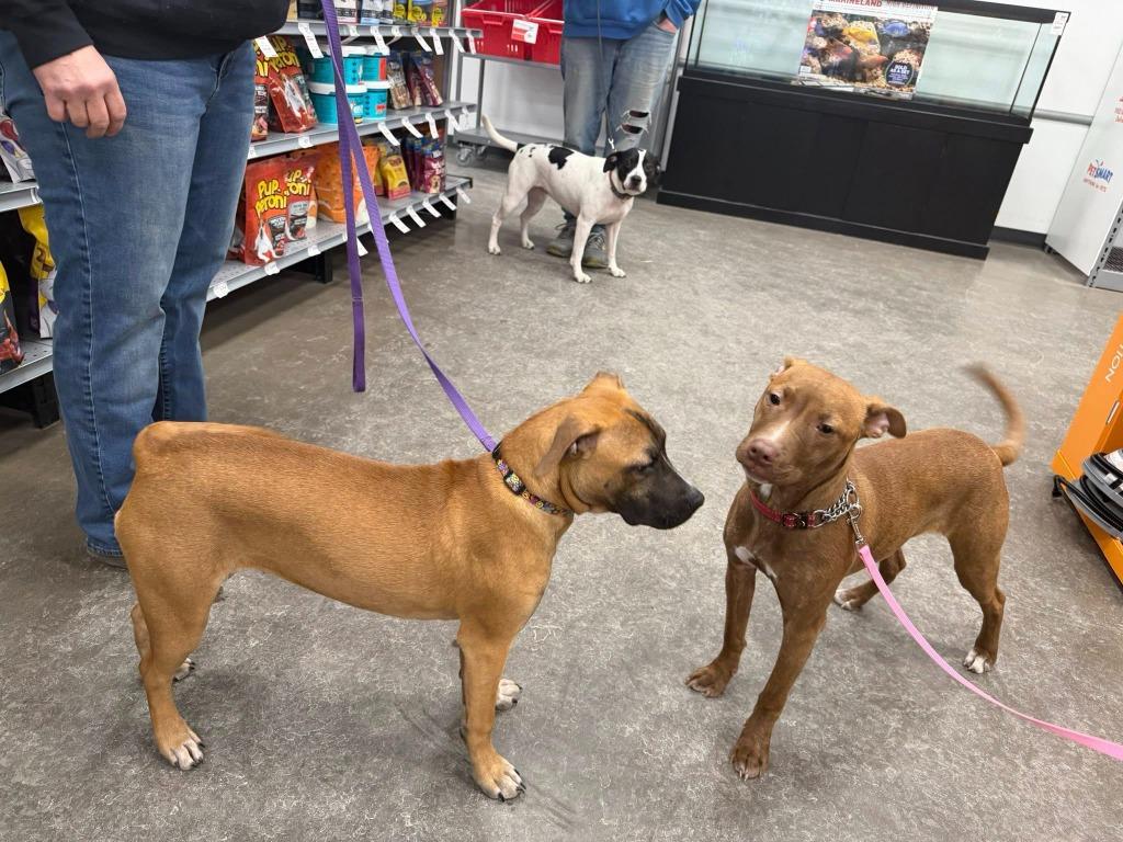 Enlarge Cera, a Adoptable mixed breed in Cloquet, MN image 4/5