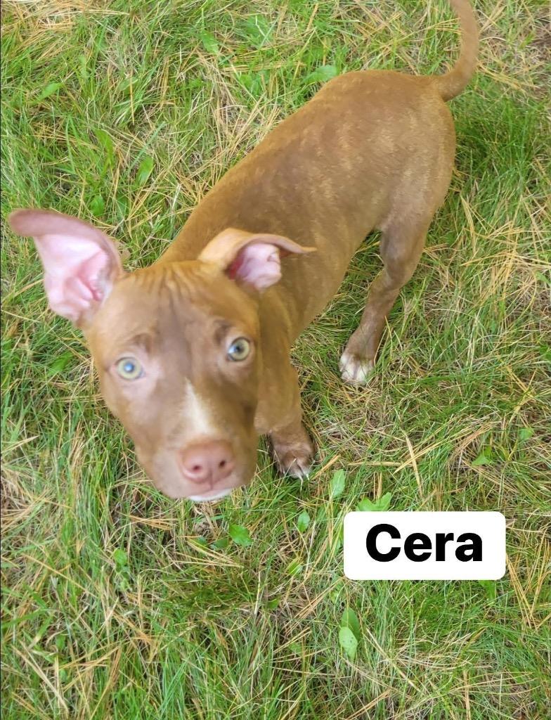 Cera, Adoptable, Young Female Pit Bull Terrier & Labrador Retriever.