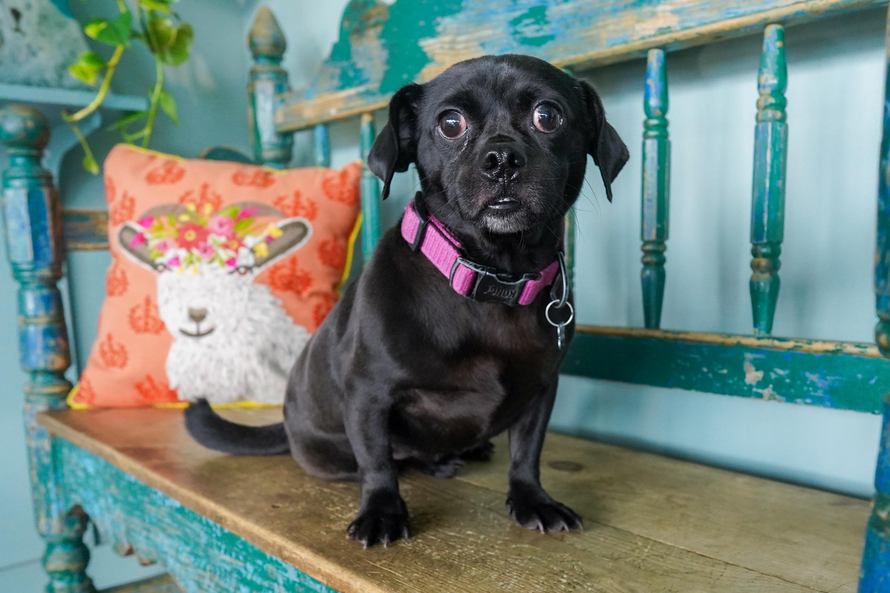 Enlarge Pugsley, an adopted mixed breed in San Antonio, TX image 3/3