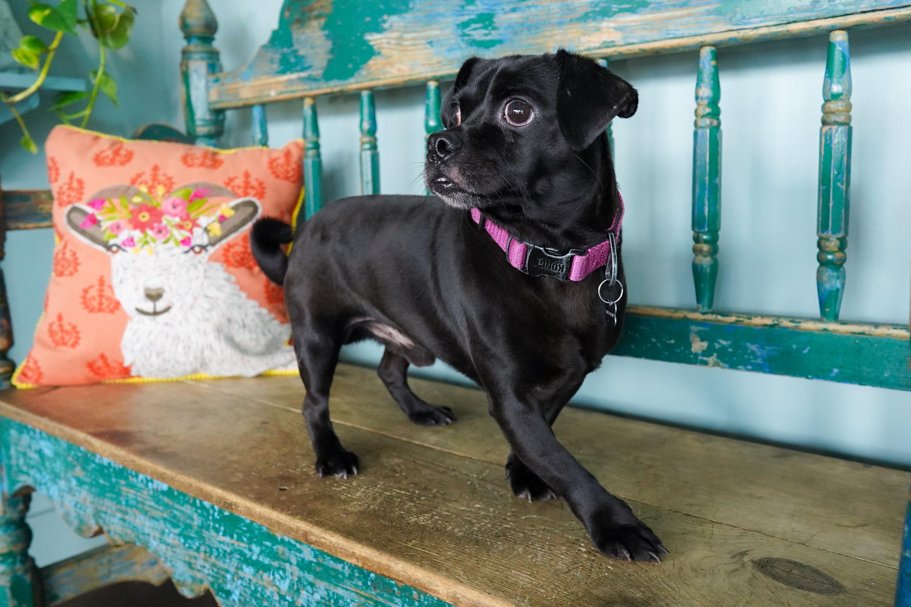 Enlarge Pugsley, an adopted mixed breed in San Antonio, TX image 2/3