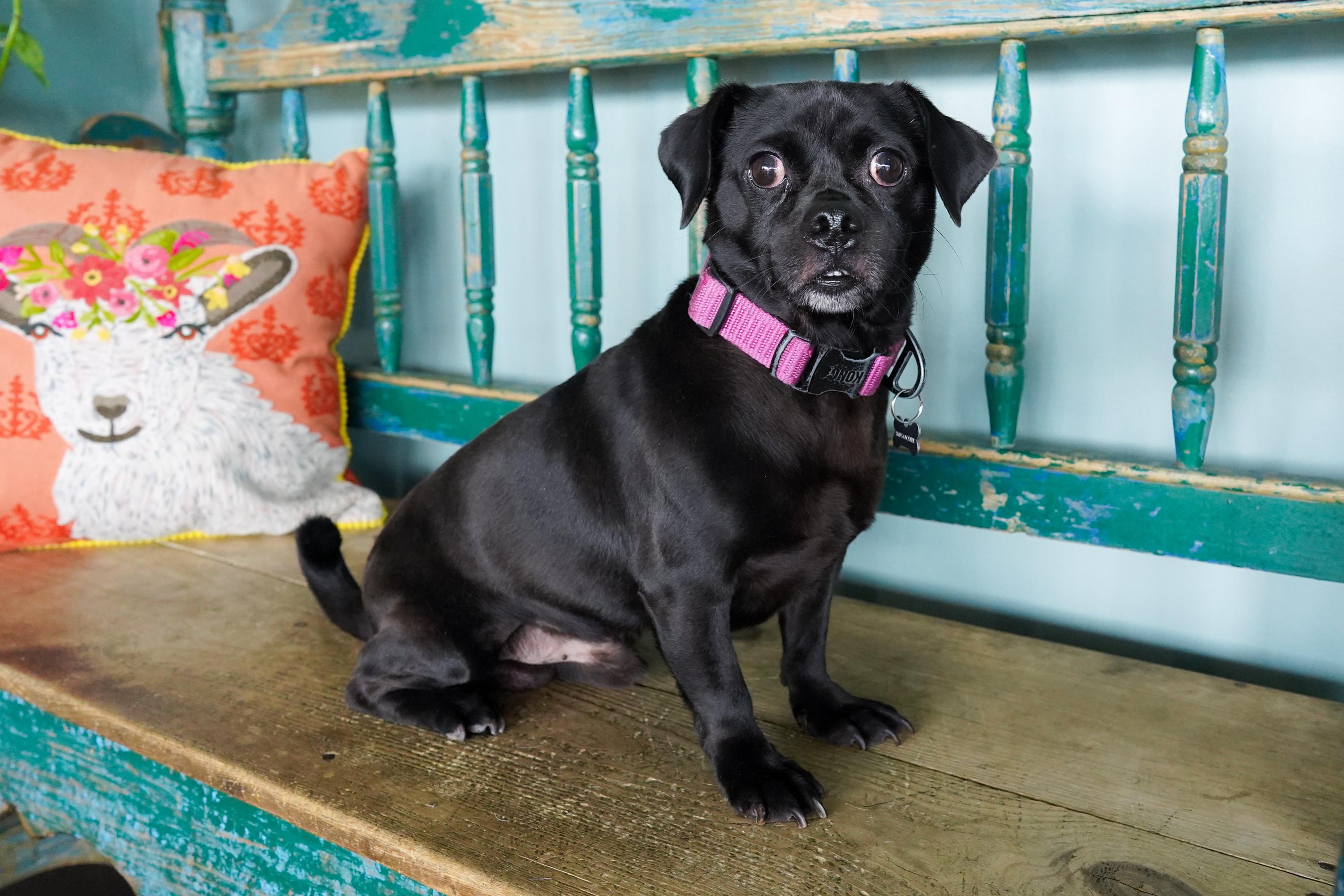 Enlarge Pugsley, an adopted mixed breed in San Antonio, TX image 1/3