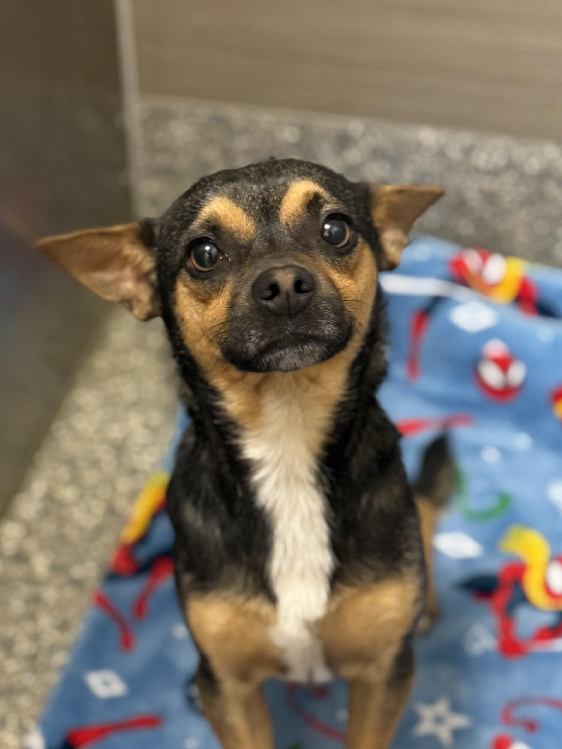 Jason 2, an adopted mixed breed in Los Alamitos, CA image 5/6
