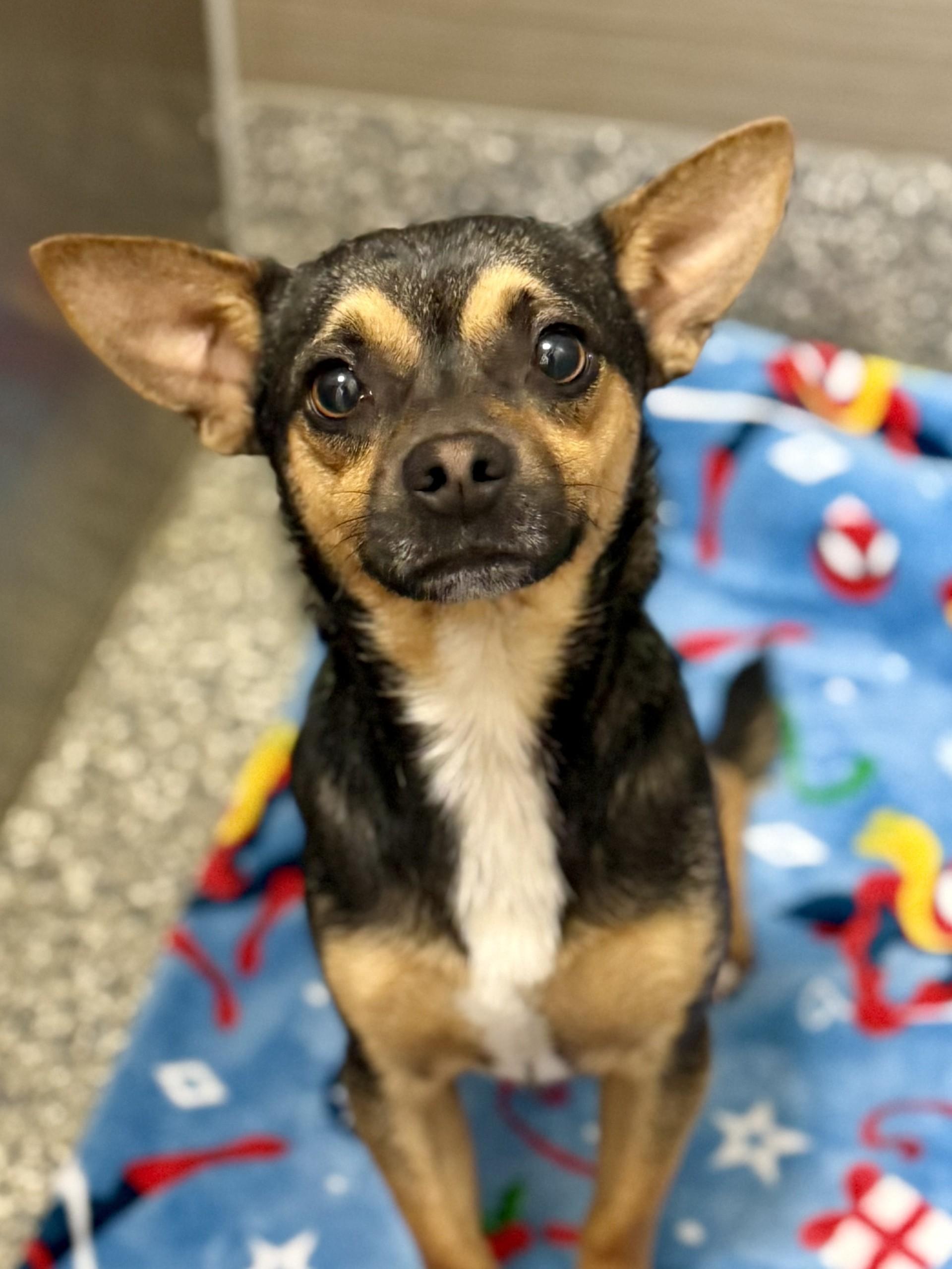 Jason 2, adopted, Young Male Chihuahua.