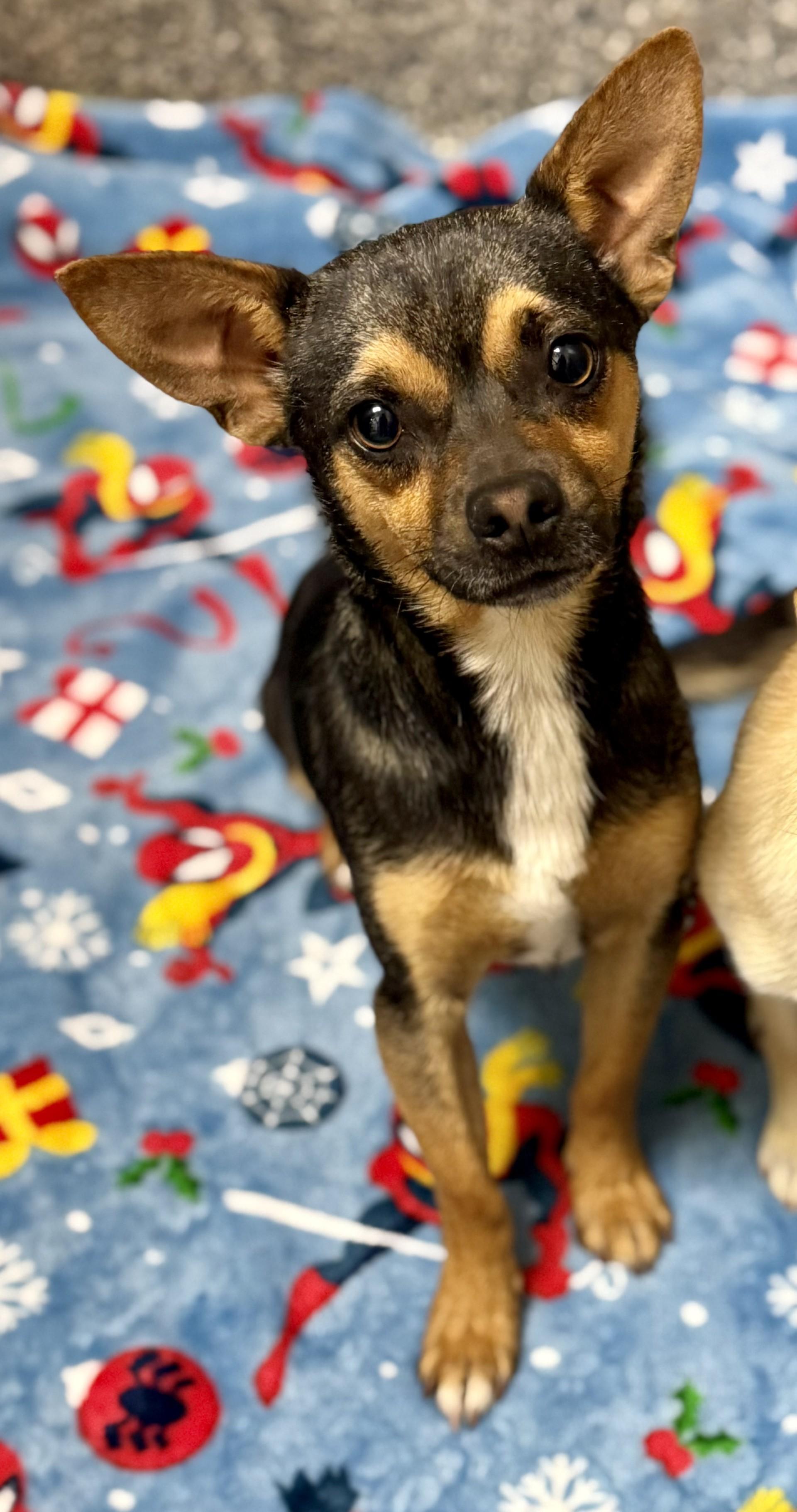 Jason 2, an adopted mixed breed in Los Alamitos, CA image 3/6
