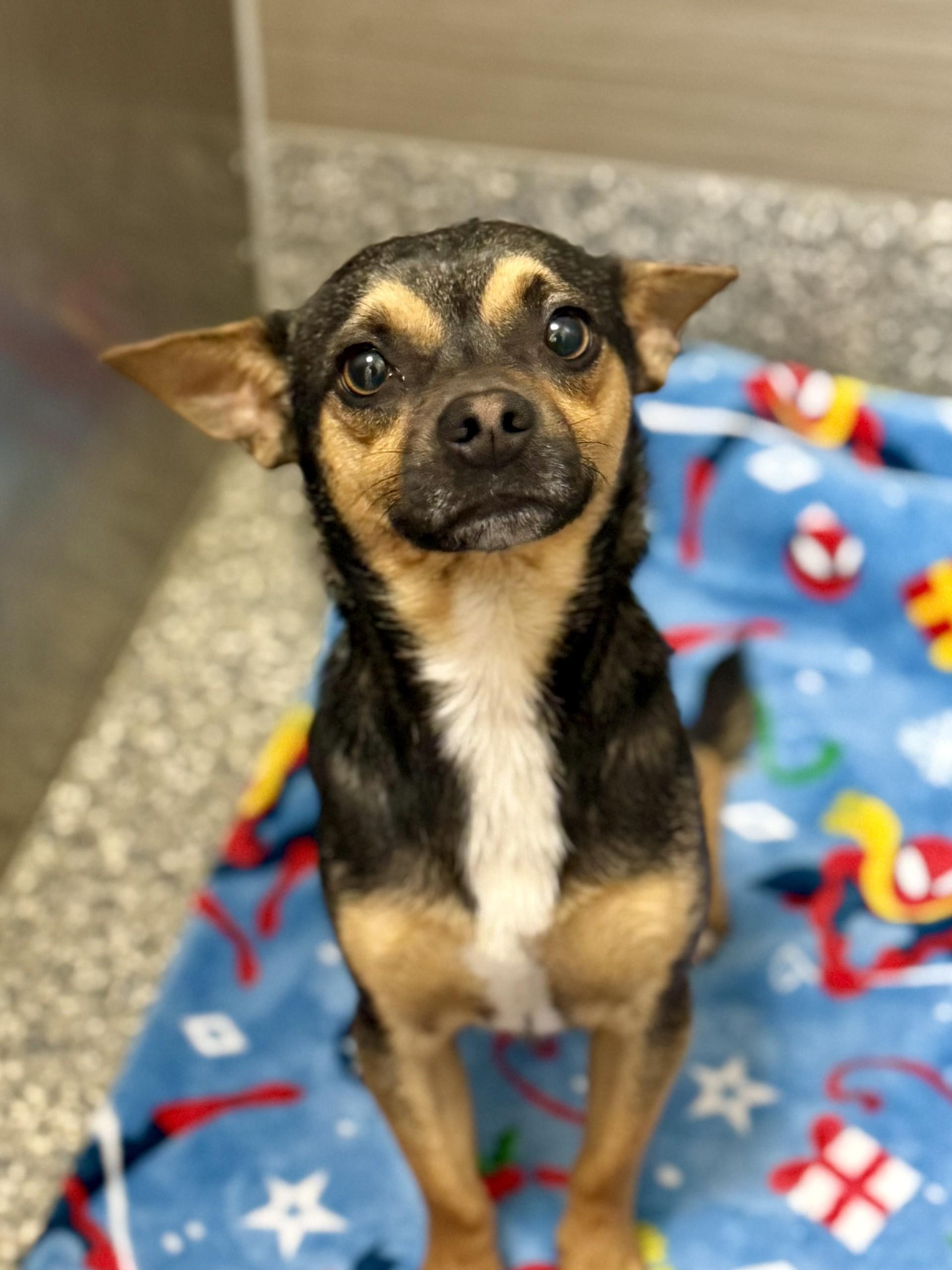 Jason 2, an adopted mixed breed in Los Alamitos, CA image 6/6