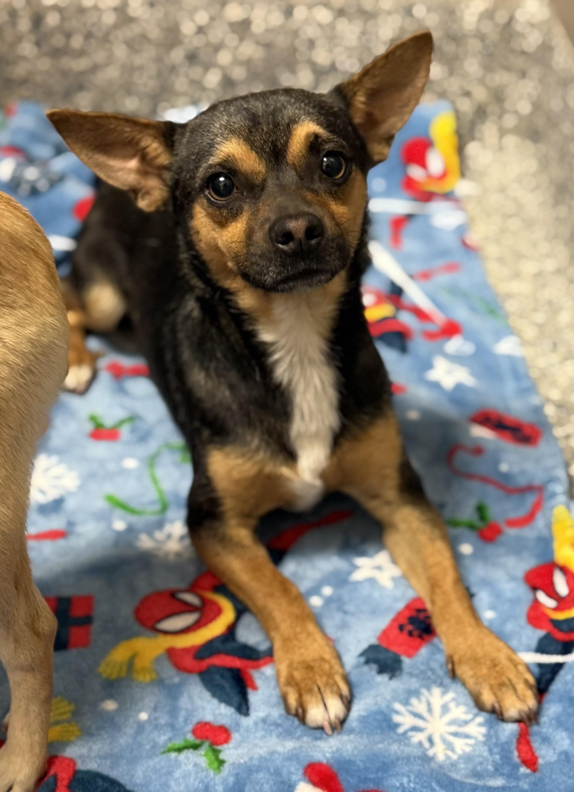 Jason 2, an adopted mixed breed in Los Alamitos, CA image 4/6