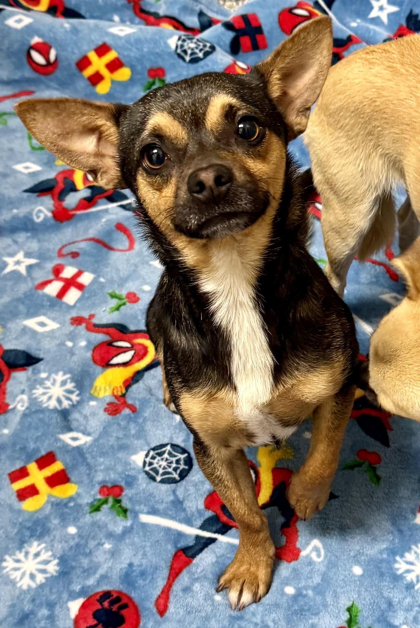 Jason 2, an adopted mixed breed in Los Alamitos, CA image 2/6