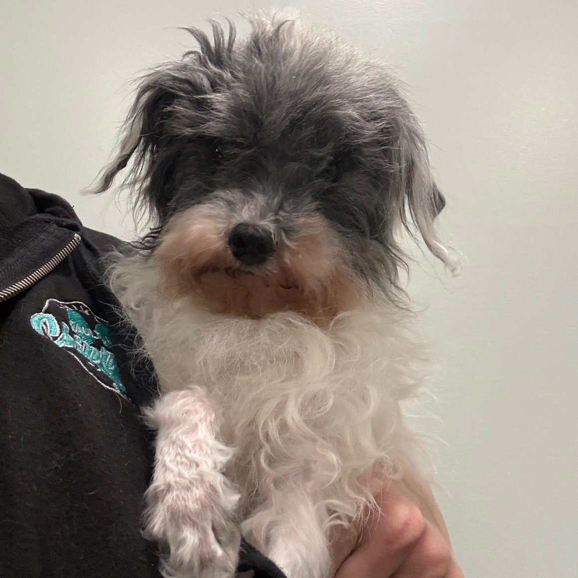 Enlarge Zoey, an adopted mixed breed in Sault Sainte Marie, MI image 1/2