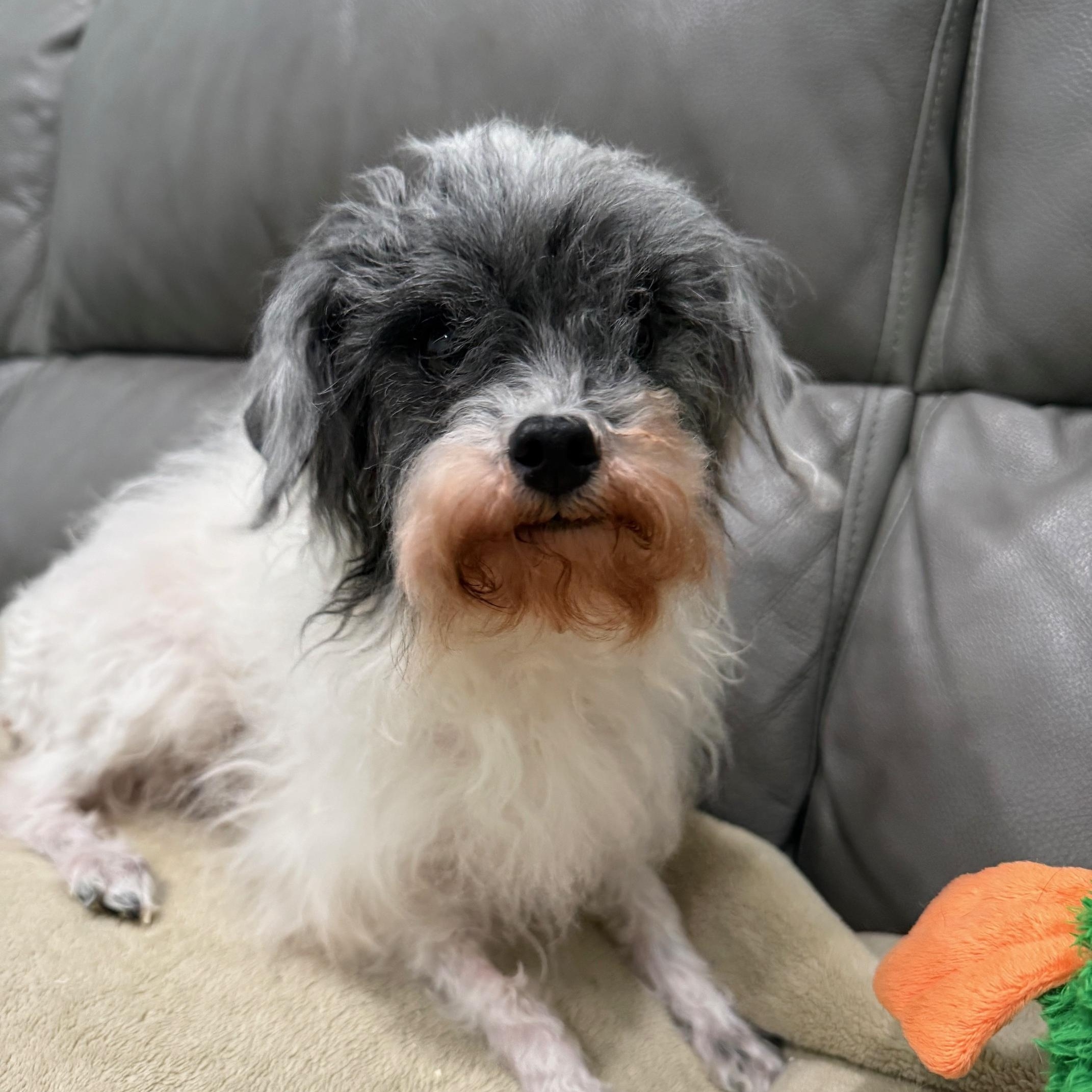 Enlarge Zoey, an adopted mixed breed in Sault Sainte Marie, MI image 2/2