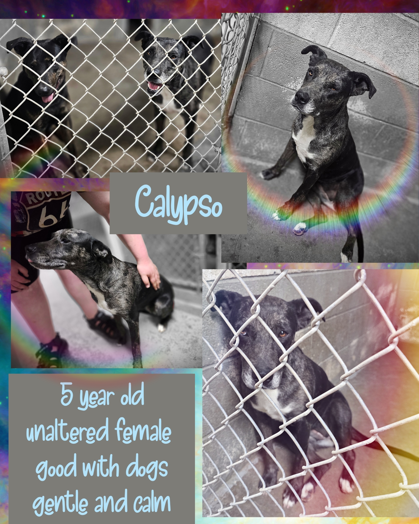 Calypso, Adoptable, Adult Female Catahoula Leopard Dog.