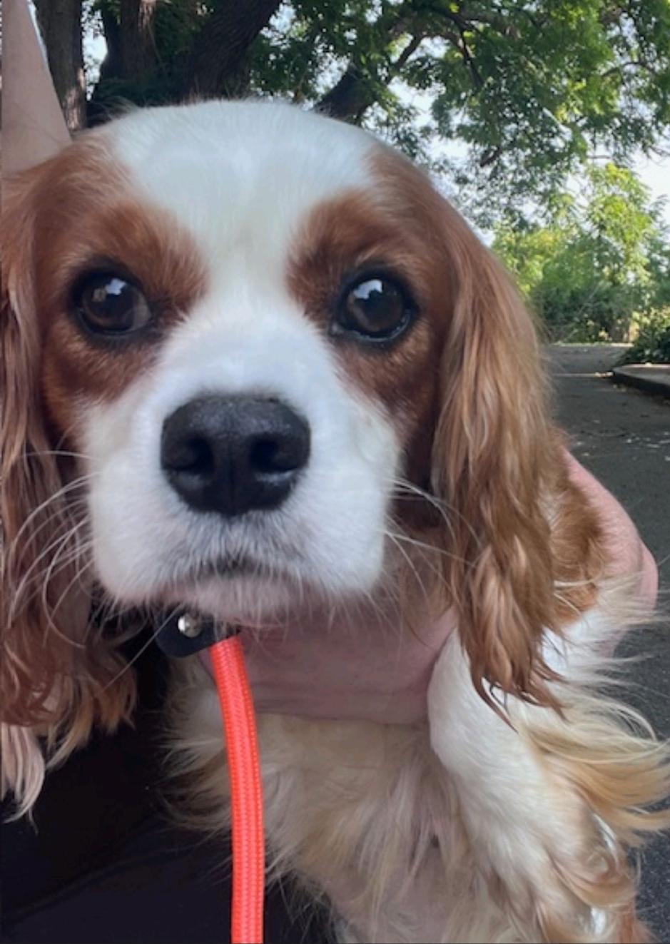 Daisy Faye(NO LONGER ACCEPTING APPLICATIONS)