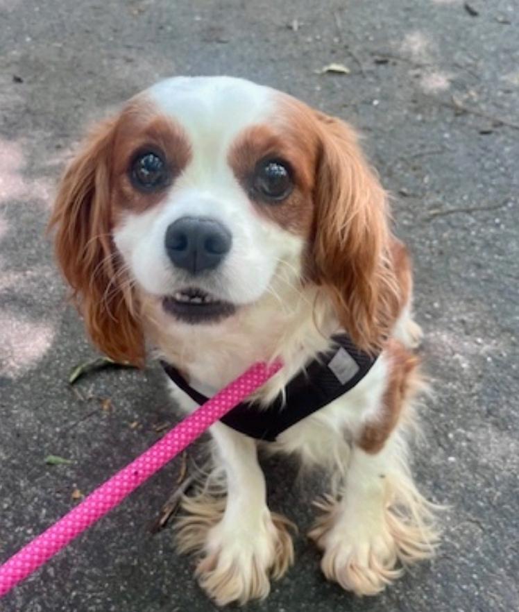 Daisy Faye(NO LONGER ACCEPTING APPLICATIONS)