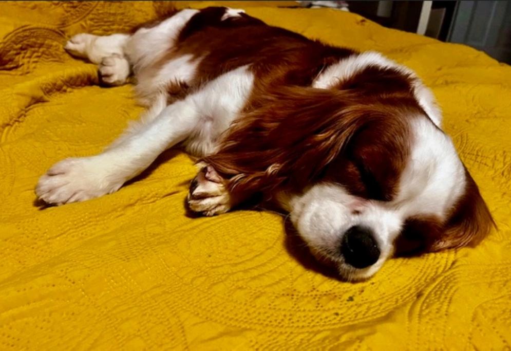 Daisy Faye(NO LONGER ACCEPTING APPLICATIONS)