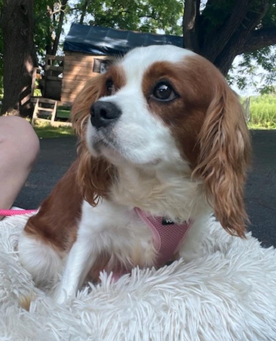 Daisy Faye(NO LONGER ACCEPTING APPLICATIONS)