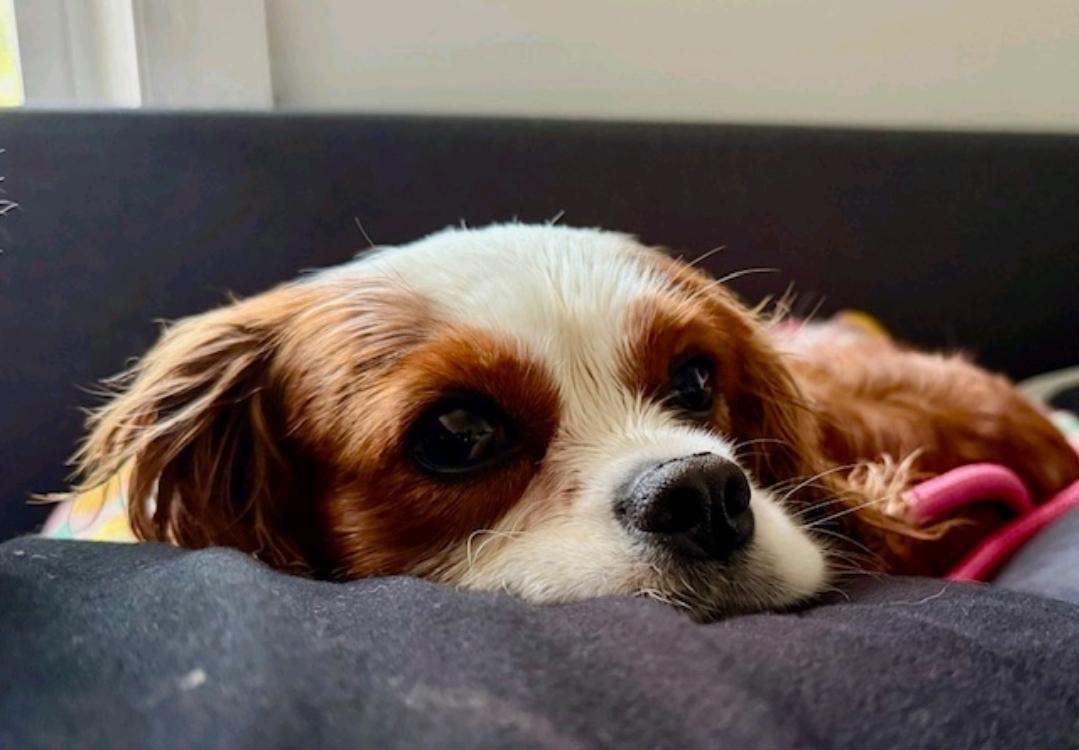 Daisy Faye(NO LONGER ACCEPTING APPLICATIONS)