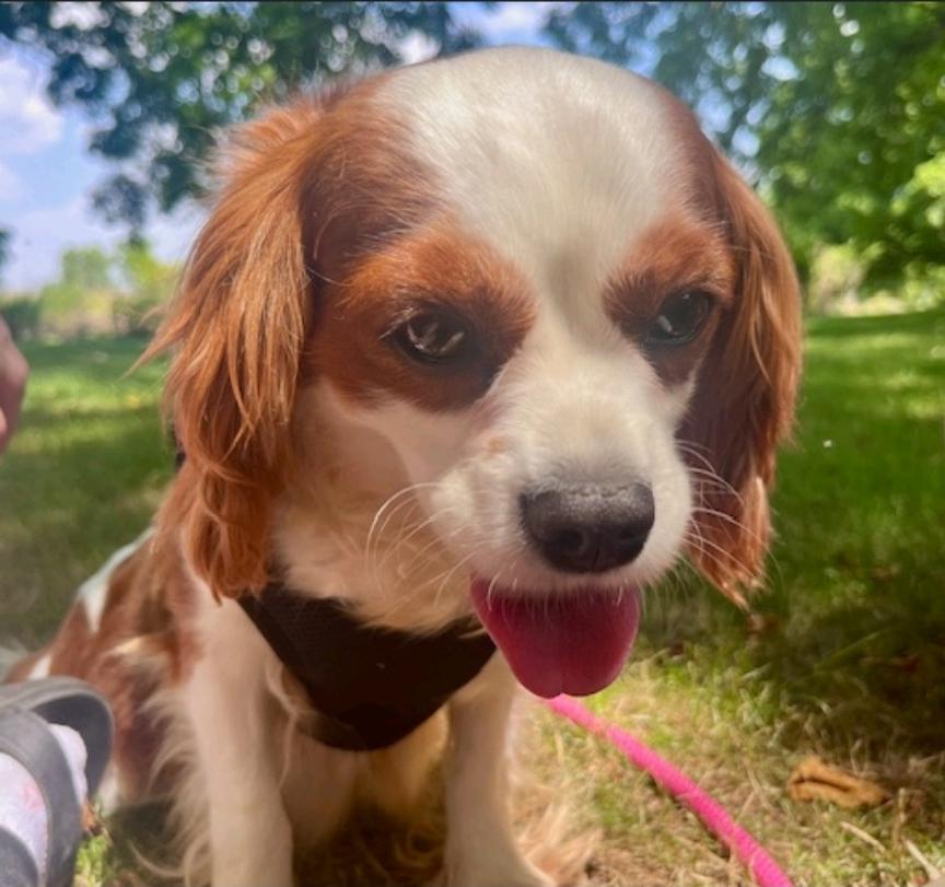 Daisy Faye(NO LONGER ACCEPTING APPLICATIONS)