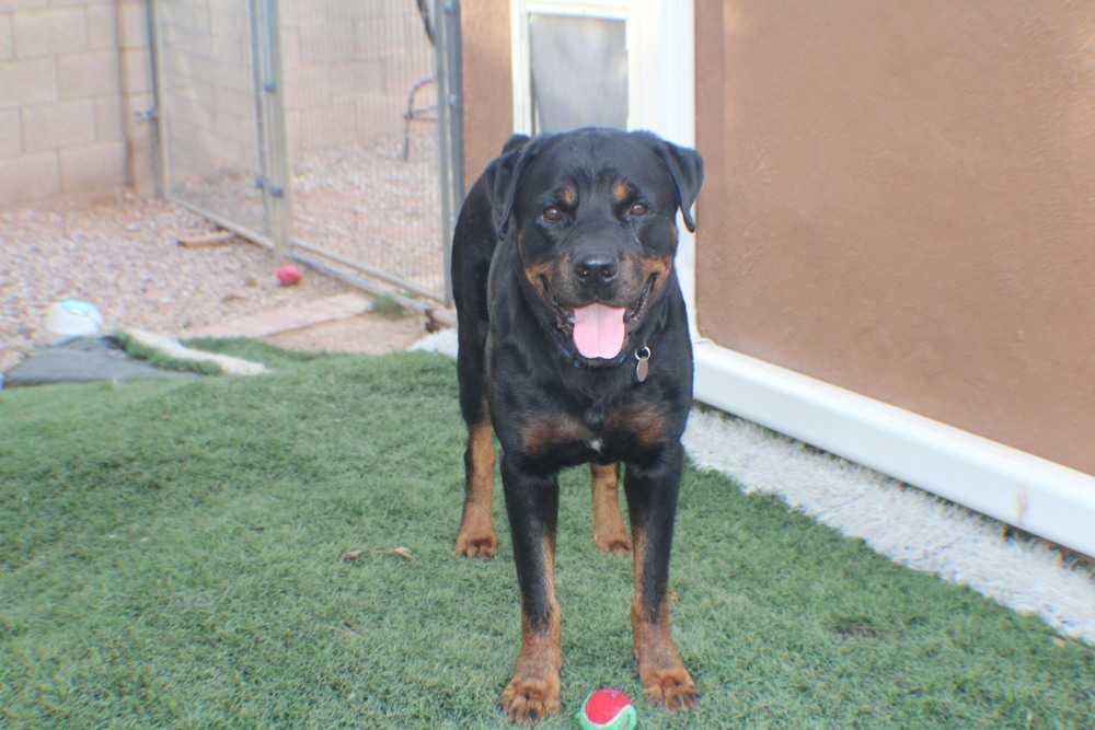 HANDSOME XerXes, Adopted, Adult Male Retriever.