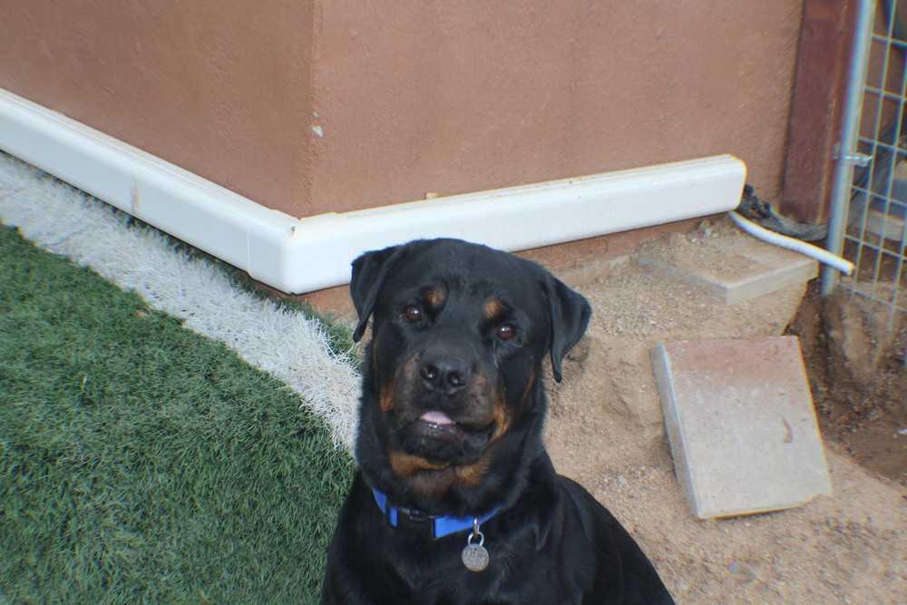 Enlarge HANDSOME XerXes, a Adopted Retriever in Gilbert, AZ image 2/3