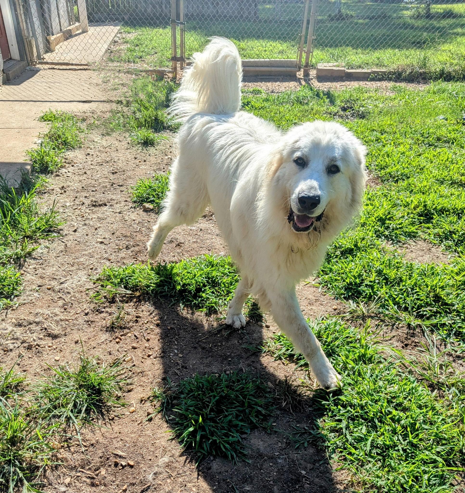 Enlarge Quinn, a Adoptable Great Pyrenees in Richmond, VA image 3/4