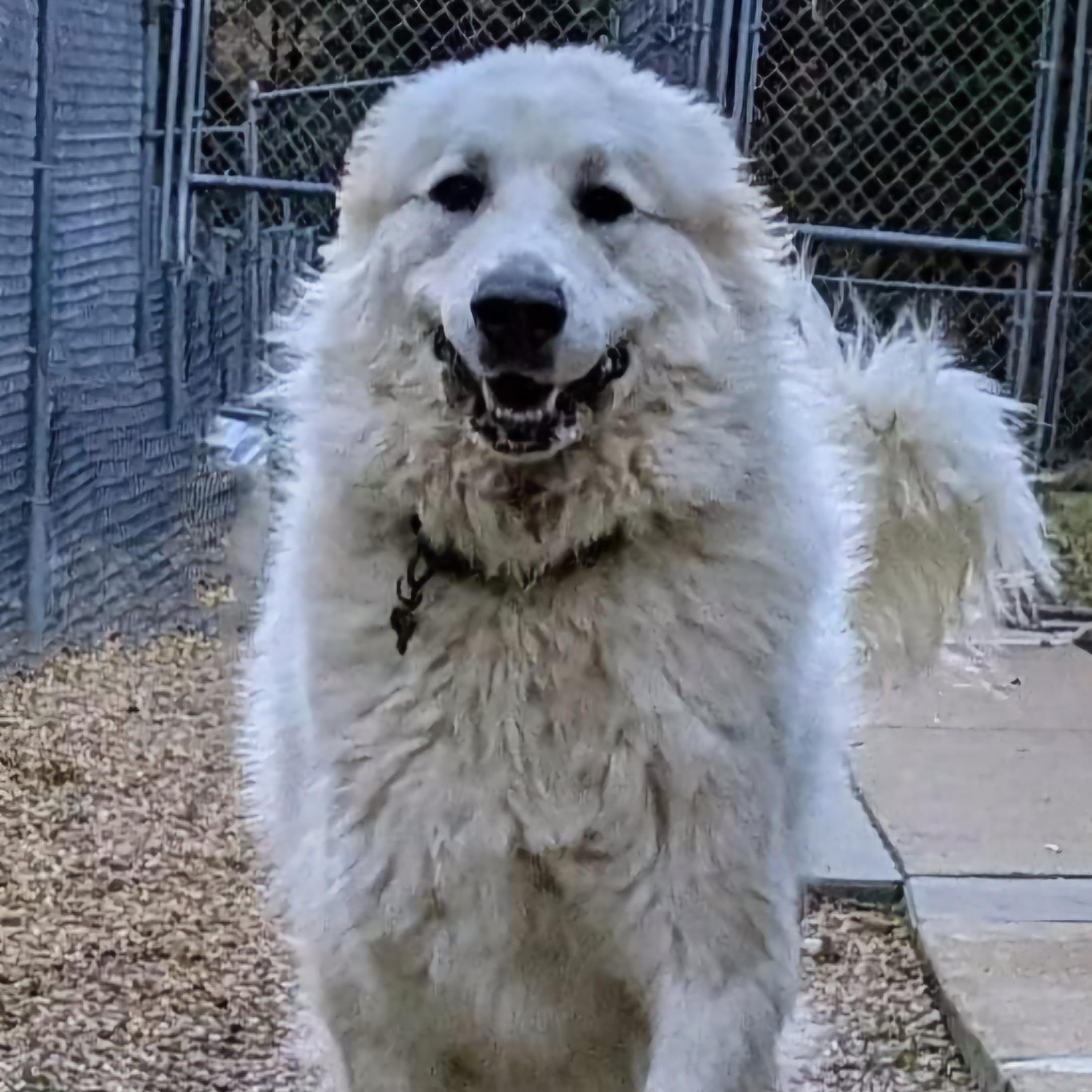 Quinn, Adoptable, Adult Male Great Pyrenees.