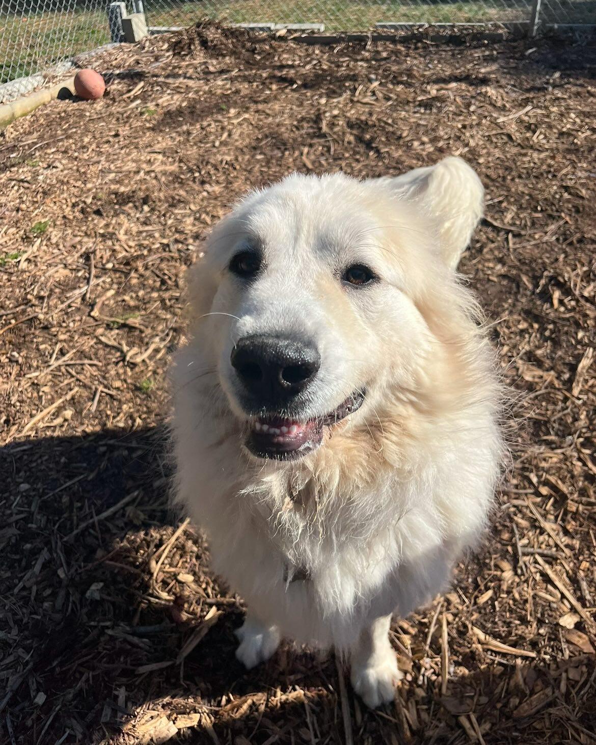 Enlarge Quinn, a Adoptable Great Pyrenees in Richmond, VA image 4/4