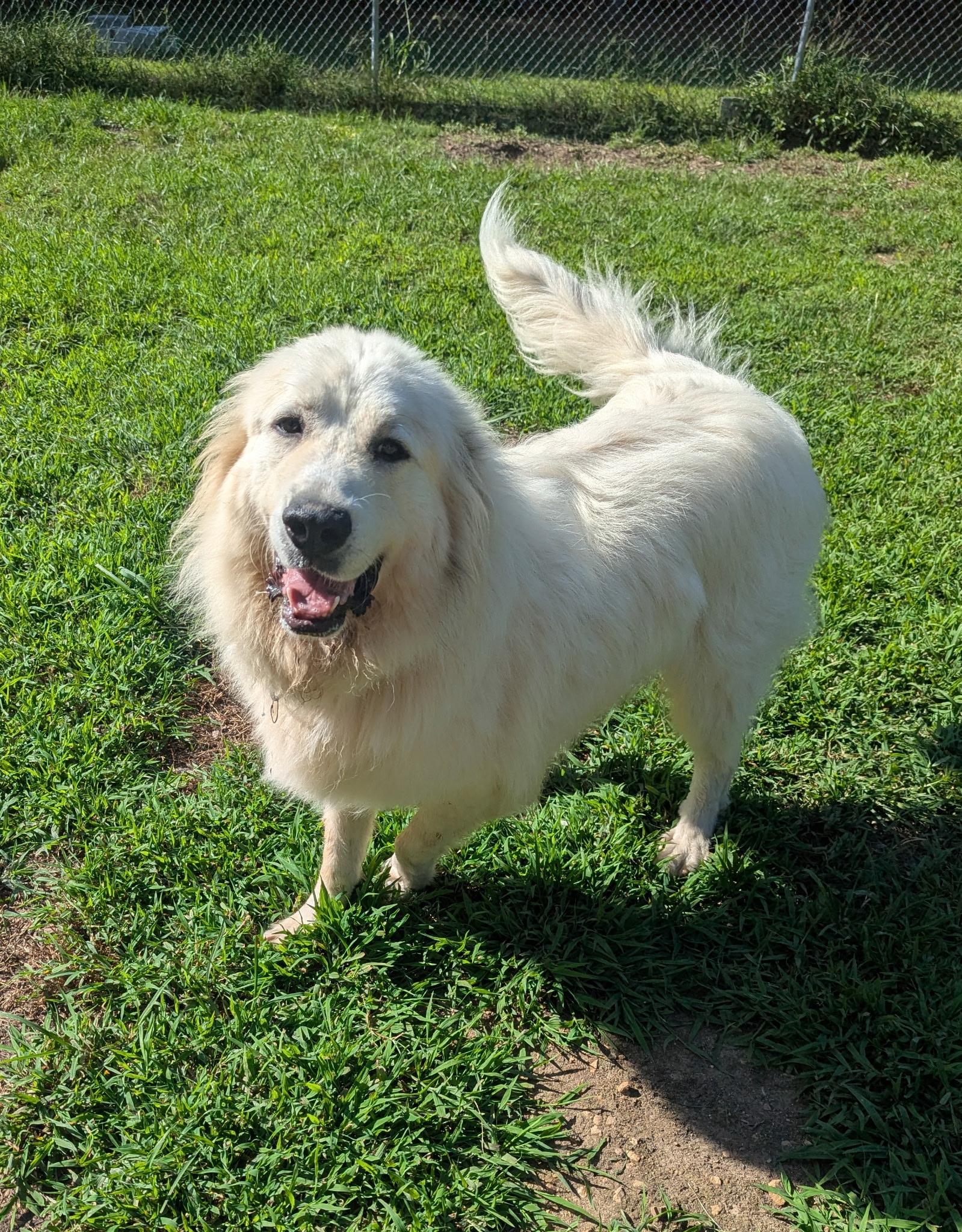 Enlarge Quinn, a Adoptable Great Pyrenees in Richmond, VA image 2/4