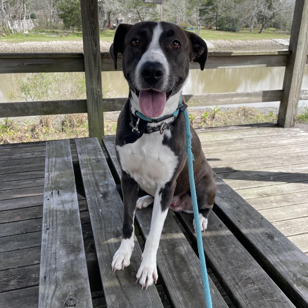 Christine, Adoptable, Adult Female Mixed Breed.