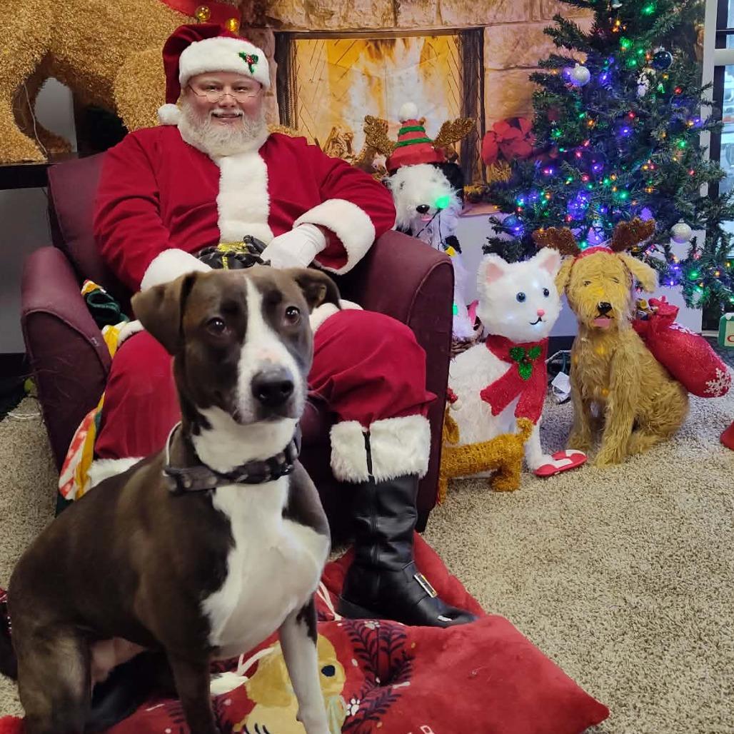 Enlarge Christine, a Adoptable Mixed Breed in Dickinson, TX image 2/6