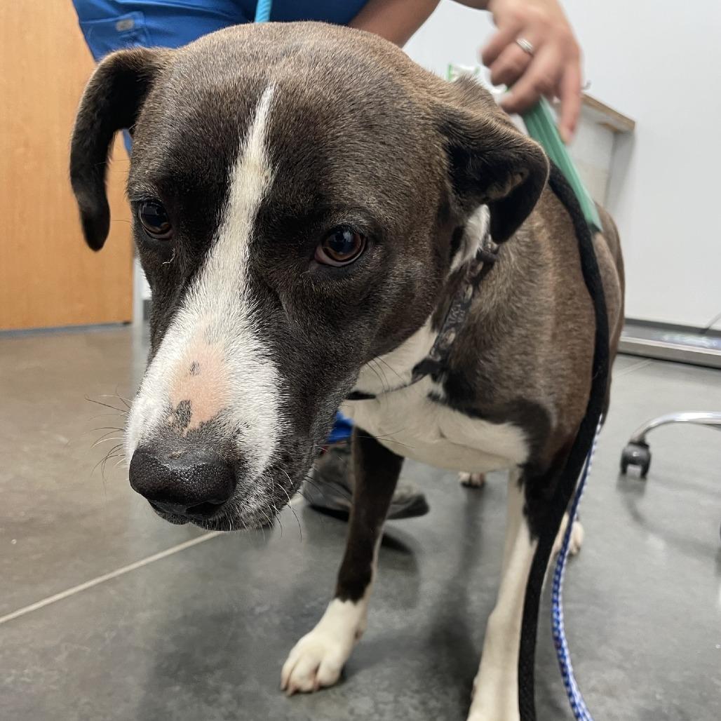 Enlarge Christine, a Adoptable Mixed Breed in Dickinson, TX image 3/6