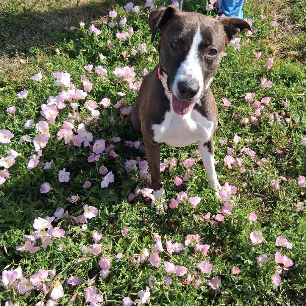 Enlarge Christine, a Adoptable Mixed Breed in Dickinson, TX image 3/6