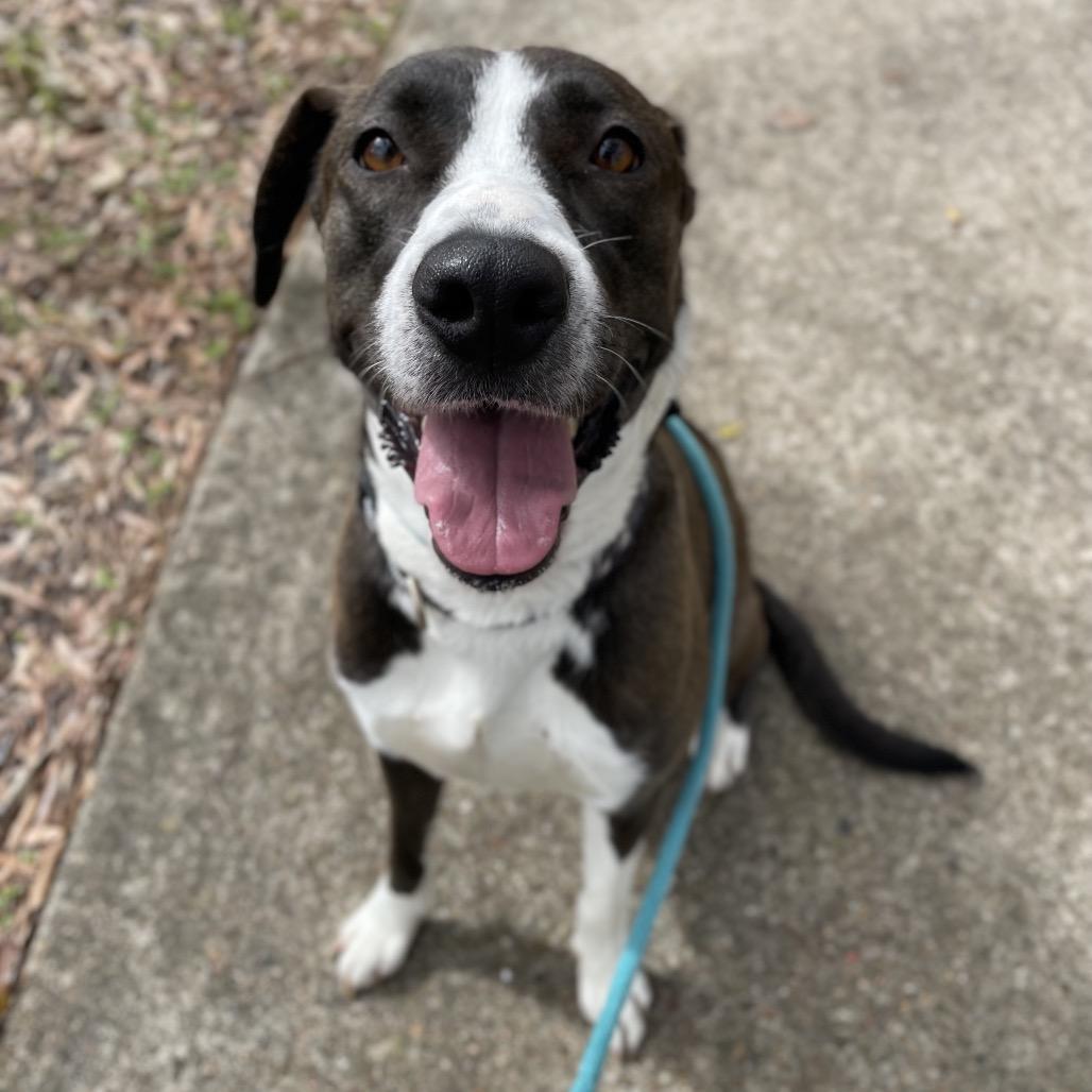 Enlarge Christine, a Adoptable Mixed Breed in Dickinson, TX image 4/6