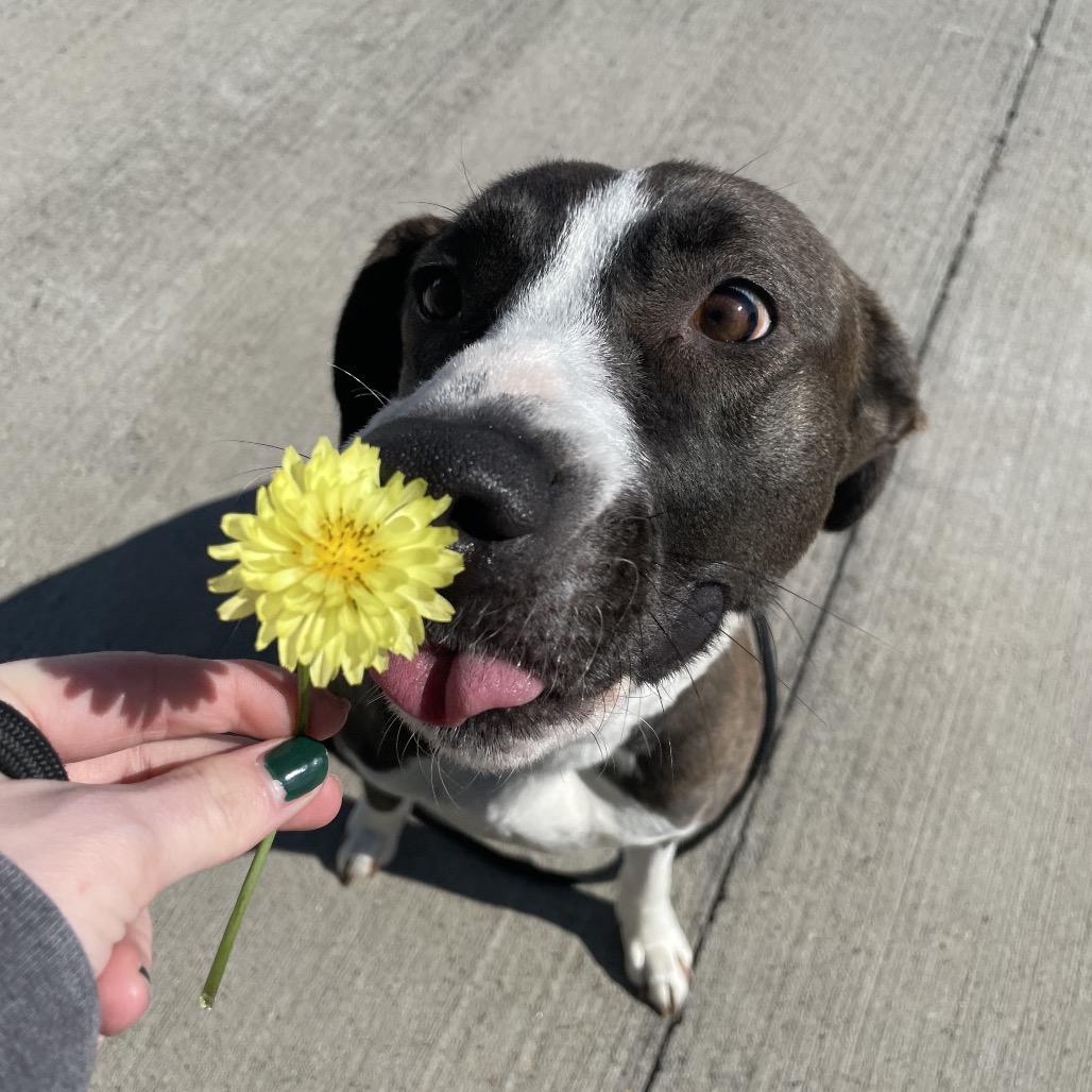 Enlarge Christine, a Adoptable Mixed Breed in Dickinson, TX image 5/6