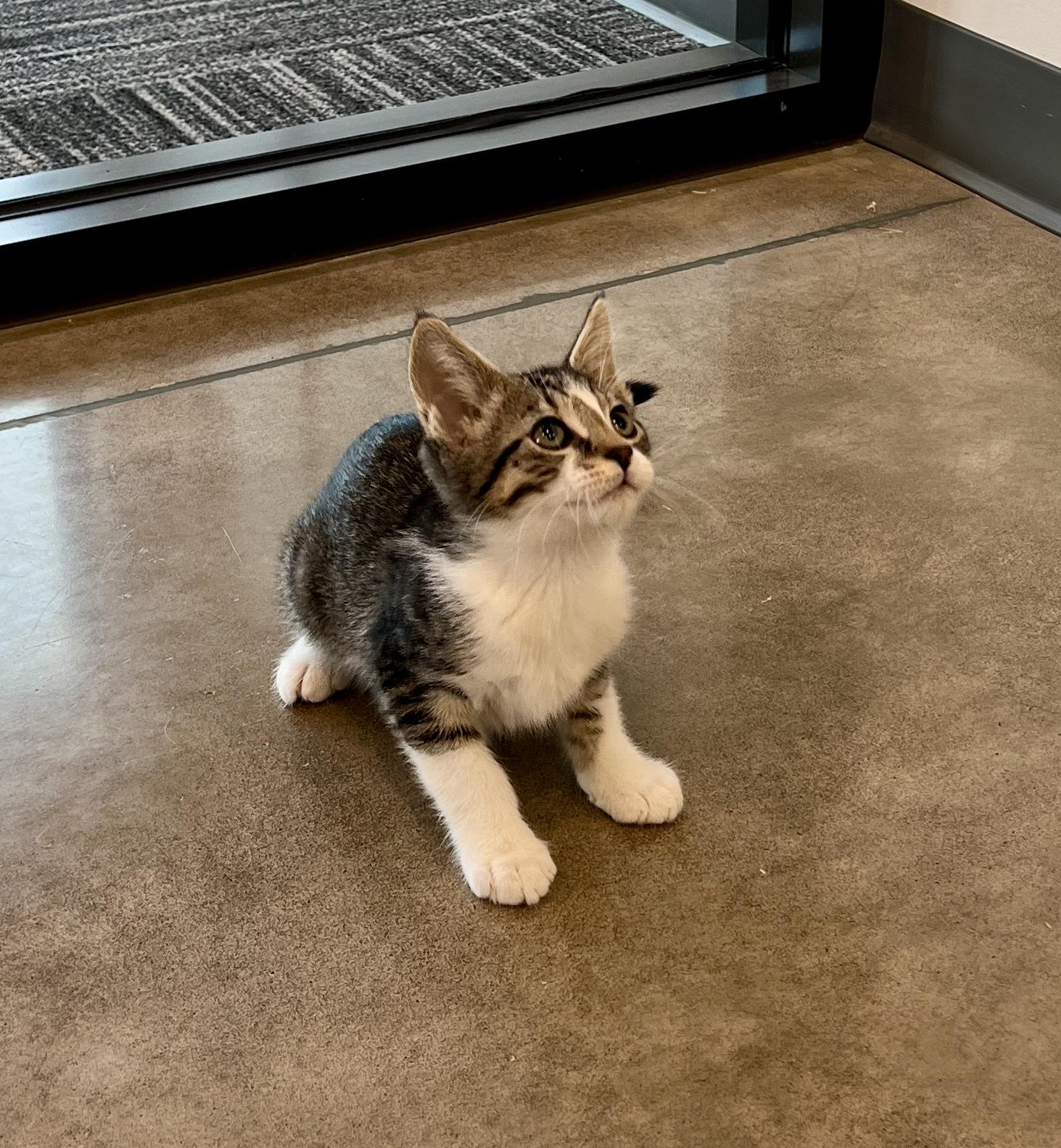 Enlarge Lumpia, a ADOPTABLE Domestic Short Hair in Waldport, OR image 1/1