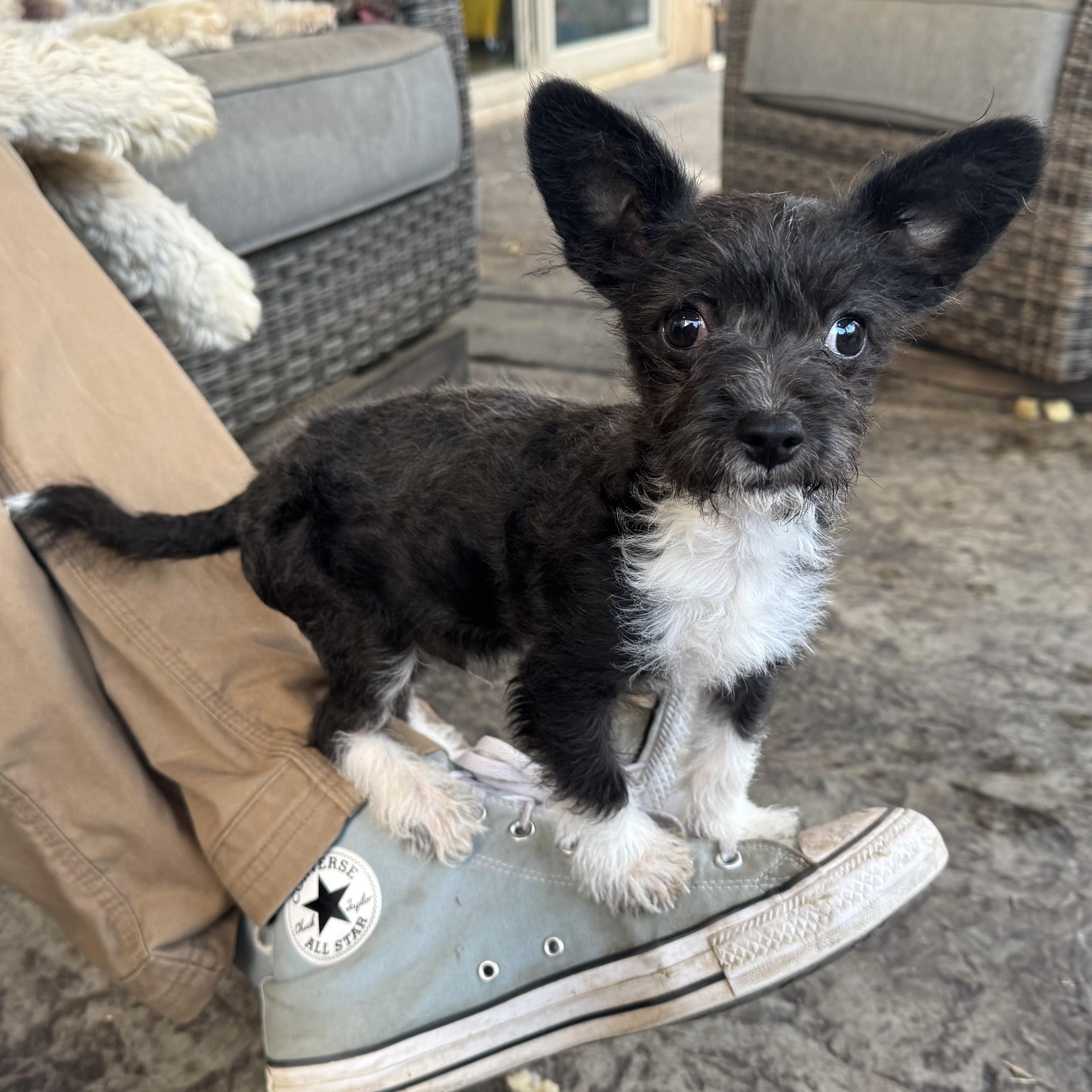 Mr. Little Buzz, adopted, Puppy Male Chihuahua & Yorkshire Terrier.