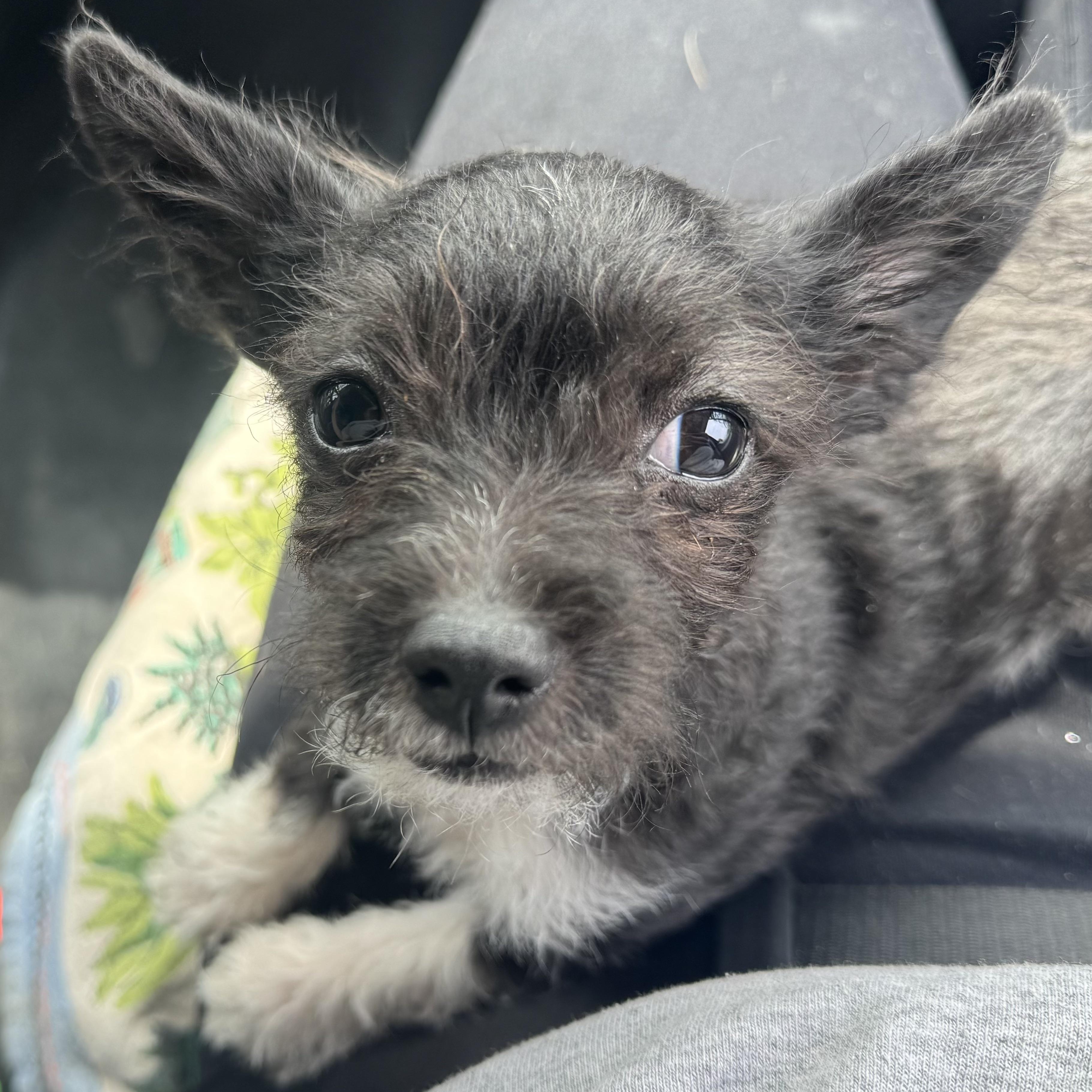 Enlarge Mr. Little Buzz, an adopted mixed breed in Ridgefield, WA image 2/6