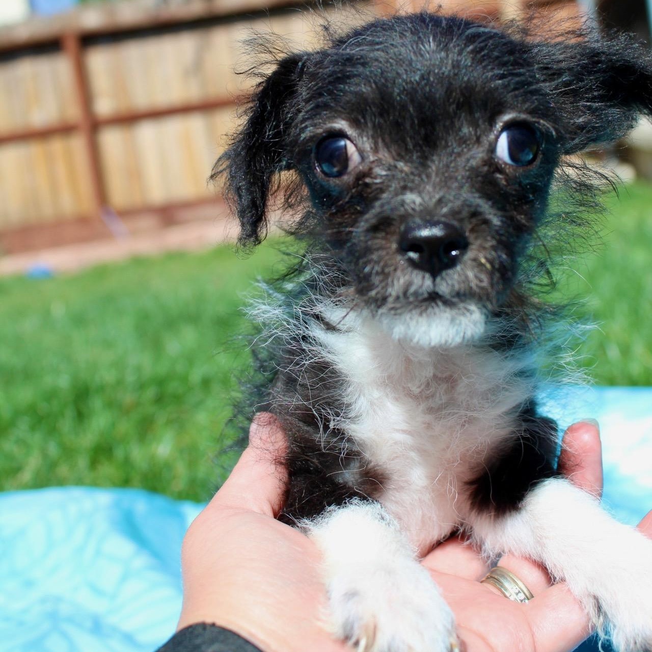 Enlarge Mr. Little Buzz, an adopted mixed breed in Ridgefield, WA image 4/6