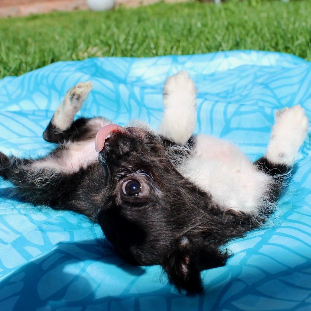 Enlarge Mr. Little Buzz, an adopted mixed breed in Ridgefield, WA image 6/6