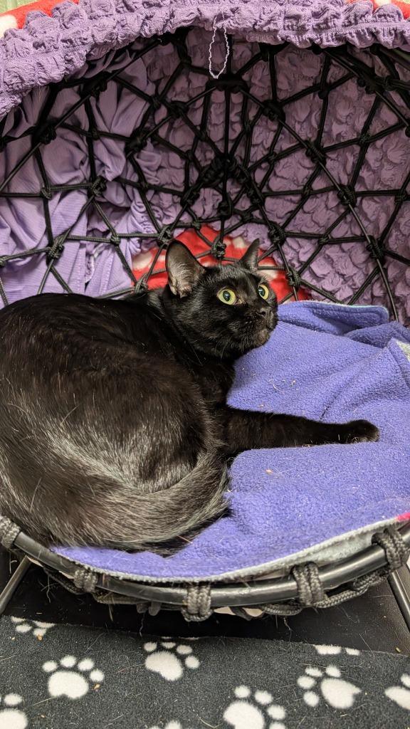 Enlarge Carmina, a Adoptable mixed breed in Ellijay, GA image 2/3