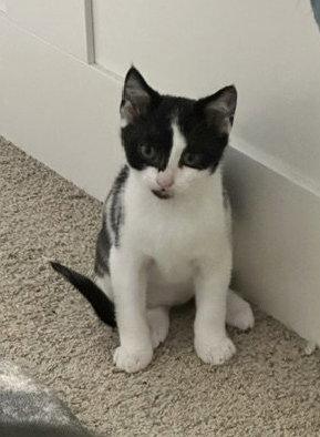 Quincy, a Adoptable mixed breed in Rockville, MD image 2/3