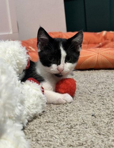 Quincy, a Adoptable mixed breed in Rockville, MD image 3/3