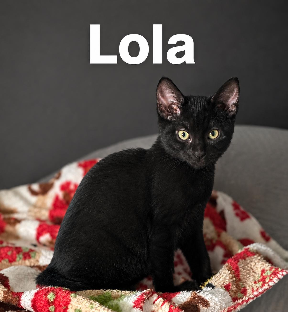 Enlarge Lola, a Adoptable Domestic Short Hair in Wesley Chapel, FL image 1/1