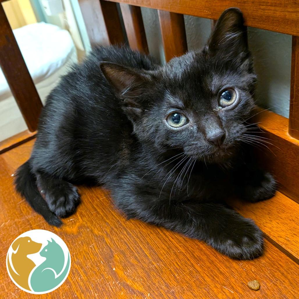 Raphael, a Adoptable Domestic Short Hair in Toledo, OH image 1/2
